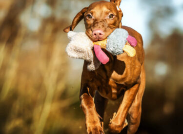 Charlie Magyar Vizsla Welpe Charlie mit seinem Stofftier im Wald - natürliche Welpenfotografie und Outdoor-Hundefotografie in der Pfalz