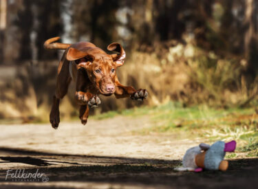Charlie Magyar Vizsla Welpe springt im Wald auf sein Stofftier zu - dynamische Welpenfotografie und Outdoor-Hundefotografie in der Pfalz