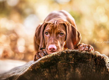 Charlie Magyar Vizsla Welpe schaut neugierig über einen Baumstamm - natürliche Welpenfotografie und Outdoor-Hundefotografie in der Pfalz