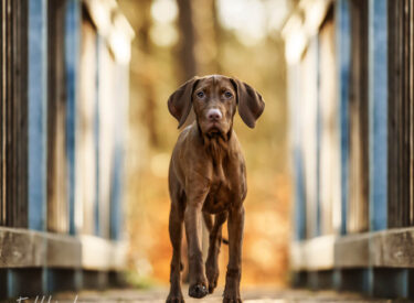 Charlie Magyar Vizsla Welpe auf einer Brücke und einem Holzsteg - natürliche Welpenfotografie und Outdoor-Hundefotografie in der Pfalz