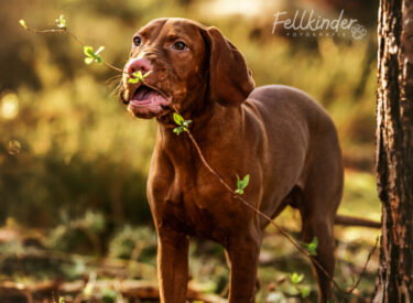 Charlie Magyar Vizsla Welpe mit einem kleinen Zweig im Maul - natürliche Welpenfotografie und Outdoor-Hundefotografie in der Pfalz