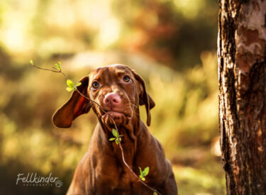 Charlie Magyar Vizsla Welpe mit einem Zweig im Maul im Wald - verspielte Welpenfotografie und Outdoor-Hundefotografie in der Pfalz