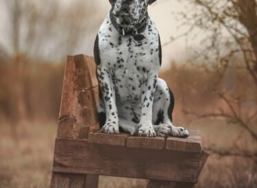 Hundefotografie eines Mischlingsrüden aus Old English Bulldogge und Dalmatiner sitzend auf einer Bank aus Holz mit aufmerksamen Blick in die Kamera des Hundefotografen gerichtet am Ufer eines Sees