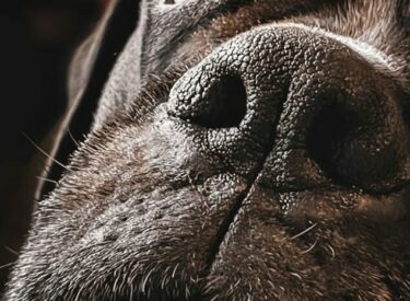 Hundefotograf ganz nah und groß im Detail von Schnauze, Nase und Auge eines Boxers bei einem Fotoshooting mit Hund. Detailaufnahme in der Hundefotografie