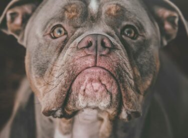 Portrait/Porträt einer Old English Bulldogge im engen Ausschnitt für das Portfolio meiner Hundefotografie