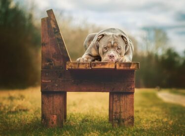 Old English Bulldogge Hundefotografie liegend auf einer Bank im Frühling mit den Kopf abgelegt zwischen den Pfoten