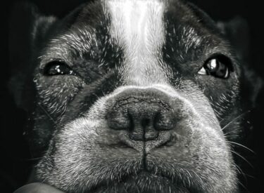 Detailfoto eines unglaublich liebenswerten und besonderen Hundes. Unser Seelenhund.
