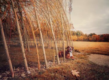 Herbstlaub am Boden unter einem Pavillon im Herbst an einem See in Reichelsheim in der Wetterau. Hundeshooting eines liegenden Mischlings aus großer Schweizer Sennenhund und Harzer Fuchs