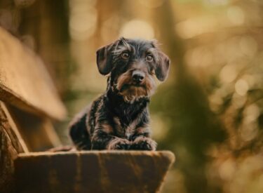 Zwergdackel Hundefotografie liegend im Wald auf einer Bank