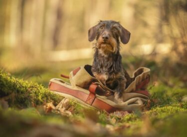 Dackel im Wald in einem Rucksack sitzend im Frühling bei einem Fotoshooting mit Hund