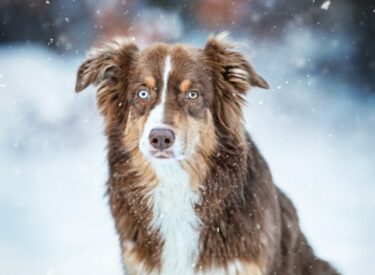 Sitzender Australian Shepherd im Portrait/Porträt bei einem Hundefotograf im Winter im Schnee auf dem Feldberg