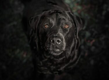 Porträt/Portrait vom Kopf eines schwarzen Labradors von oben im Wald in dunklen grünen Farben.