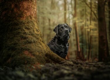 Tierfotografie von einem schwarzen Labrador im Wald seitlich eines Baums