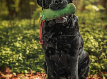Portrait/Porträt eines sitzenden schwarzen Labradorweibchens im Wald mit einem grünen Dummy im Maul. Hundefotografie beim Dummy-Training.