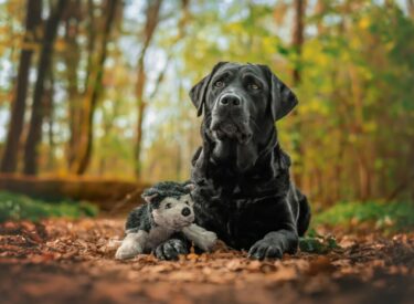 schwarzer Labrador mit seinem liebsten Kuscheltier liegend im Wald in Friedberg (Hessen) bei einem Fotoshooting mit Hund