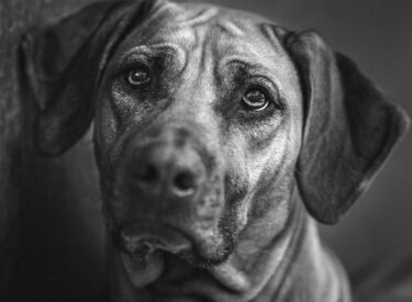 schwarzweißes Hundefotografie eines Rhodesian Ridgeback mit warmen, treuen Blick