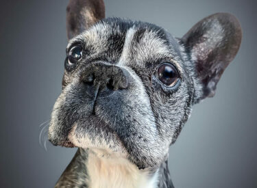Porträt/Potrait einer grauen Französischen Bulldogge mit dunklen Augen vor einem blauen Hintergrund bei einem Fotoshooting mit Hund