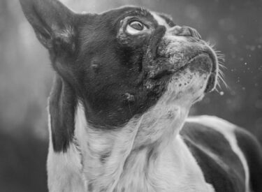 Portrait unserer französischen Bulldogge Peppels in schwarzweiß im Rahmen eines Fotoshootings. Perfektes Model für die Hundefotografie und Tierfotografie.