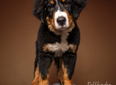 Lui Berner Sennenhund Welpe Lui im mobilen Fotostudio - natürliche Welpenfotografie und Studio-Hundefotografie in der Pfalz