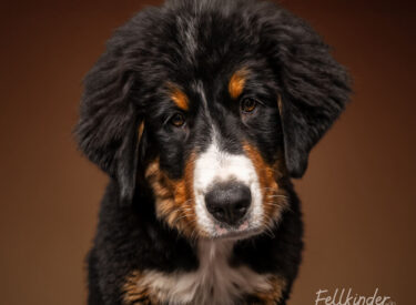 Lui Berner Sennenhund Welpe Lui im mobilen Fotostudio - natürliche Studio-Hundefotografie in der Pfalz