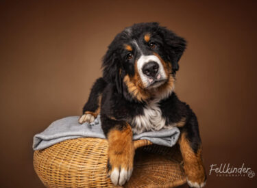 Lui Berner Sennenhund Welpe Lui im mobilen Fotostudio - verspieltes Porträt auf einem Weidenkorb, Welpenfotografie und Studio-Hundefotografie in der Pfalz