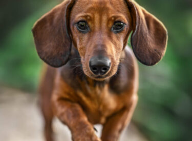 Zwergdackel Poldi neugierig und mit einem zuckersüßen Dackelblick auf einem Baumstamm bei einem Hunde Fotoshooting mit Hund im Wald