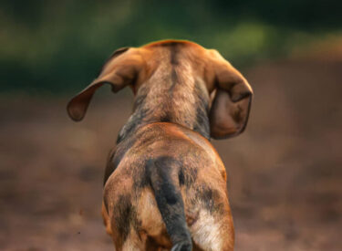 Welpe Poldi ganz neugierig und gespannt im Wald, wer da den Waldweg entlang kommt. Der kleine, freche Dackel voller Charme und Witz war ganz in seinem Element und für das erste Fotoshooting hat er es ausgezeichnet gemeistert. Der Traum jedes Hundefotografen!