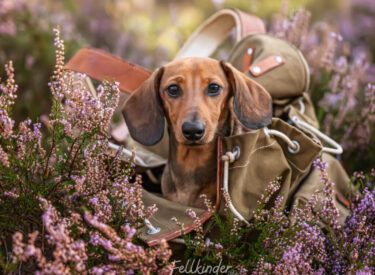 Dackel Welpe Poldi in der Heide in einem Rucksack. Zwergdackel mit Dackelblick. Das perfekte Foto für jeden Hundefotograf Tierfotograf in den blühenden Blumen bei einem Shooting Outdoor in der Natur im Sommer.