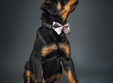 Hundebaby bzw. Rottweilerwelpe sitzend mit einer Fliege oder Schleife als Portrait mit Blitzlicht. Hundefotografie im Studio