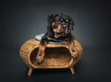 Welpenshooting mit einem Rottweiler auf einem Hocker liegend mit einer Fliege um den Hals und seinen dicken Pfoten. Hundefotografie im Studio mit Blitzlicht