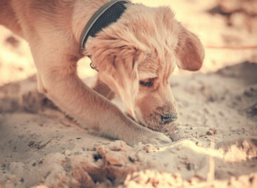 Golden Retriever Welpe beim Spielen und Buddeln im Sand bei Hundeshooting