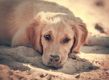 Fotoshooting mit Hund bedeutet auch einen Golden Retriever Welpen vor der Kamera der im Sand liegt und müde vom Spielen ist