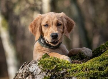 Im Wald auf einem moosbedeckten Baumstamm in Speyer Golden Retriever Welpe beim Posen für ein Fotoshooting mit Hund