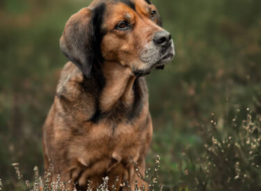 Berta Hundefoto eines Portraits in der Heide im Wald. Sitzender Mischling mit Blick zur Seite.