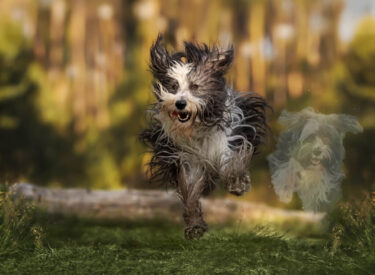 Bearded Collie und Tibet Terrier springen voller Lebensfreude und Action über einen Baumstamm im Wald bei einem Fotoshooting mit Hund. Sie ist zwar verstorben und über die Regenbogenbrücke gegangen, aber sie ist immer da und bei ihrer Besitzerin und Hundemama.
