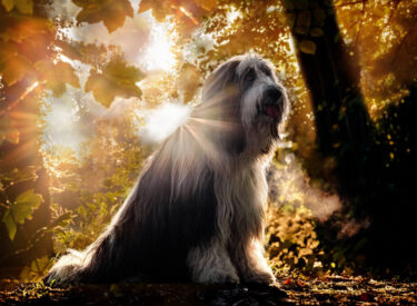 Bearded Collie im Morgengrauen zur goldenen Stunde bei Sonnenaufgang im Wald. Hundeshooting mit leichtem Gegenlicht und sichtbarem Dunst des Atems am frühen Morgen während sie da sitzt und es genießt fotografiert zu werden.