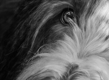 Bearded Collie Portrait in schwarzweiß als Nahaufnahme im Detail. Hundefotografie in und aus der Nähe