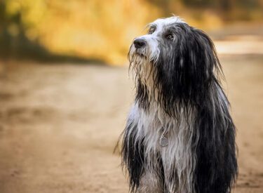 Linane Bearded Collie aufmerksam und ganz bei Frauchen hebt die Pfote und schaut erwartungsvoll im Sand am Ufer eines Bachs im Wald in Rheinland-Pfalz. Leise Hundefotografie