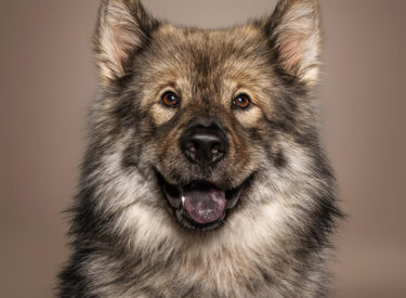 Anton Eurasier als vielsprechender Kandidat für die Zucht. Voller Charme, eigenem Kopf und genauso dickem wie flauschigen Fell war zu Besuch in meinem Studio und hat schön in die Kamera gelacht