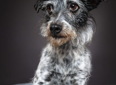 Biene Terrier-Mix liegend während eines Tierfotoshootings im mobilen Studio mit weichem Blitz und Betonung ihrer großen braunen Augen voller Seele und Dankbarkeit (gerettet vom Tierschutz)