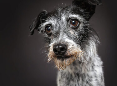 Biene Terrier-Mix schwarzweiß als Portrait im Blitzlicht vor dunkelgrauem Hintergrund als Studiofotografie mit Hund