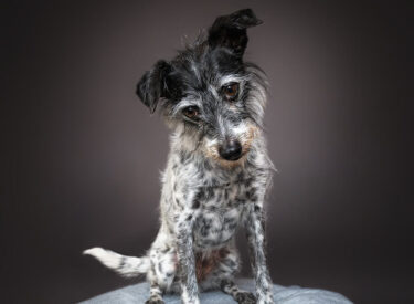 Biene Terrier-Mix aus dem Tierschutz sitzend auf einem Hocker mit hellblauer Decke vor einem dunkelgrauen Hintergrund in einem mobilen Studio für Tierfotografie. Hundefotografie mit Blitz