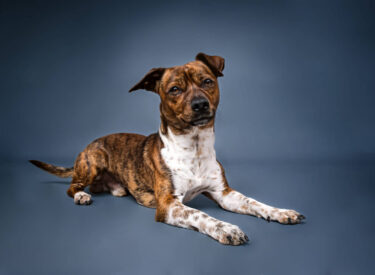 Cheto Ratonero Bodeguero Andaluz - Mix Hundebild vor einem blauen Hintergrund liegend. Seine Augen reflektieren meine Blitzlicht der Softbox in meiner Arbeit als Hundefotografin