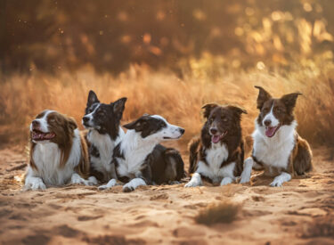 Zoom, Happy, Yuna, Coco und Peaches Gruppenbild der Hütehunde: Portrait einer liegenden Gruppe Border Collies im Sand bzw. Dünen In der Pfalz.