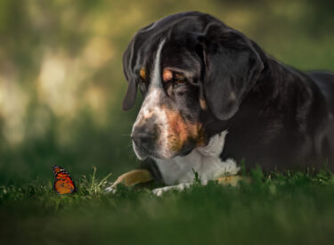 Großer Schweizer Sennenhund liegend im Gras mit dem liebevollen und treuen Hundeblick auf einen Schmetterling vor ihm. Fotoshooting mit Hund auf einer Wiese in Bensheim