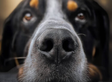 Großer Schweizer Sennenhund Detailaufnahme der Nase als Portrait als Hundefotografie