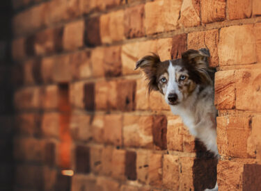 Fee Mini Australian Shepherd Fee schaut neugierig während eines Hunde-Fotoshootings durch das Fenster einer historischen Wand aus Backsteinen in Bad-Dürkheim (Rheinland-Pfalz). So süß wie neugierig, ein tolles Tier und Modell!