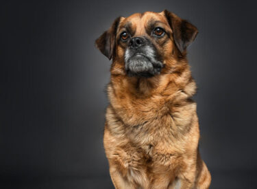 Frodo Kleiner Hund aus dem Tierschutz ganz groß: er hat sein Für-immer-Körbchen gefunden. Fotoshooting für den guten Zweck mit Blitz als Tierfotograf beim Hundeshooting. Sitzender Mischling mit stolzem Blick.