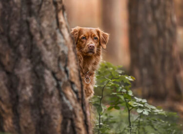 Ganna Hundefotografie und Portrait eines so hübschen Hundemädchens: Nova Scotia Duck tolling Retriever hinter einem Baum im Herbst im Wald in Rheinland-Pfalz