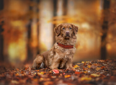 Ganna Hundefotografie im Herbst. Fotoshooting mit Hund im Wald und ein Portrait eines liegenden Nova Scotia Duck tolling Retriever.